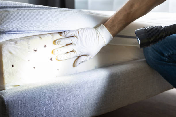 Best Ant Control Services  in Grand Bay, AL