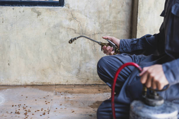 Best Termite Control Services  in Grand Bay, AL